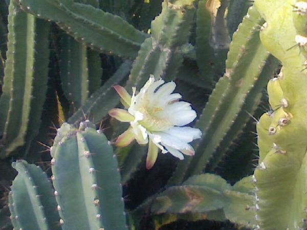 cactus_bloom.jpg